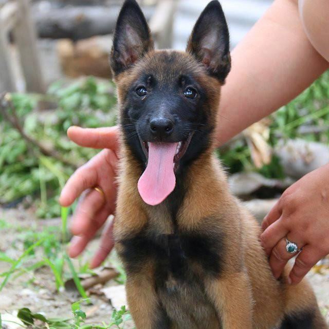 出售纯种马犬幼犬活体比利时牧羊犬 红马看家护院放牧牛羊工作犬