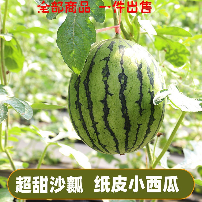 袖珍西瓜迷你迷你吊瓜牛奶冰糖l600袖珍4k小西瓜超甜庞各庄同款