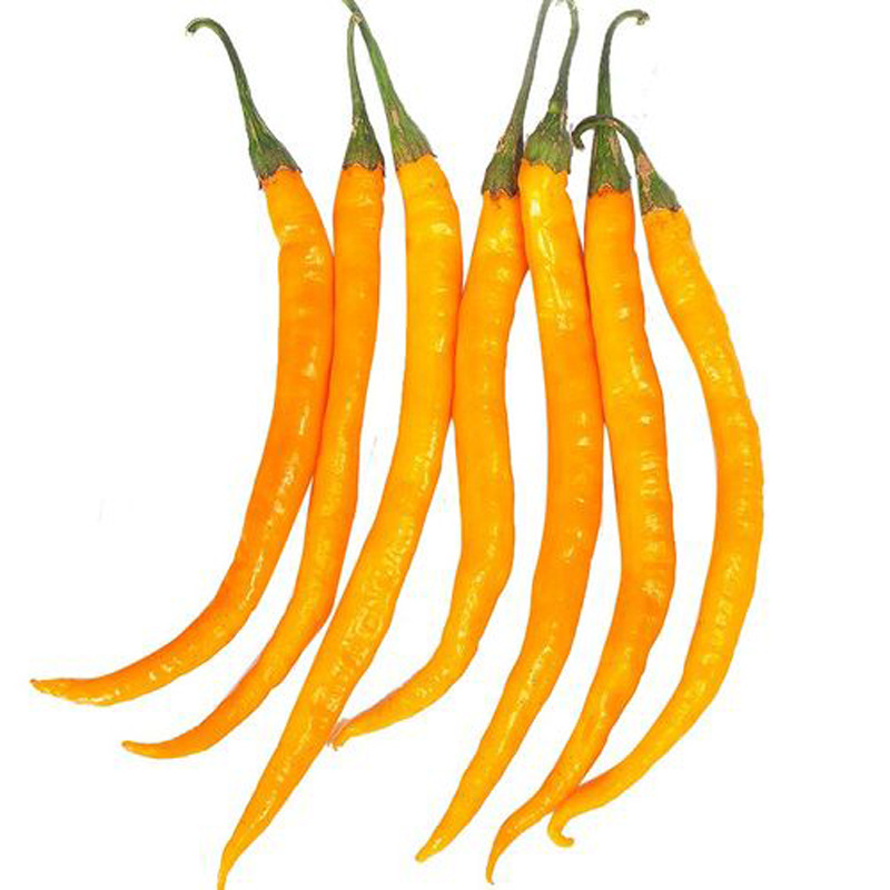 5斤起包邮 黄贡椒黄辣椒新鲜黄贡椒装非腌制尖椒青椒批发现摘