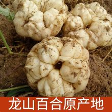 湖南湘西龙山百合新鲜现挖微苦药食同源鲜百合非兰州农家鲜货