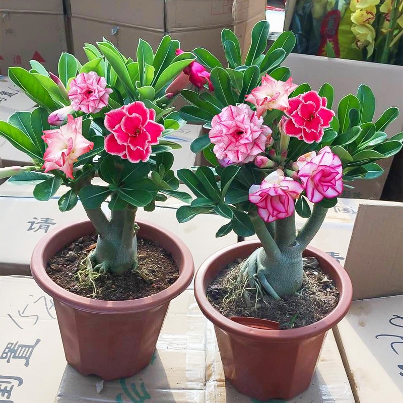 沙漠玫瑰老桩盆栽四季花卉绿植物室内阳台小盆景开花不断盆栽其他