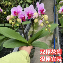 蝴蝶兰盆栽带花苞花剑四季开花卉兰花苗办公室内桌面观花植物绿植