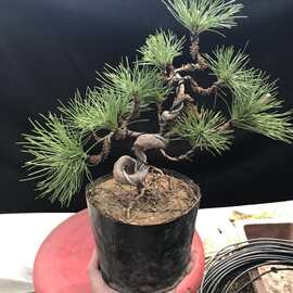 t黑松小盆景 微型盆景盆栽五针松盆景日本三河黑松小苗小型素材