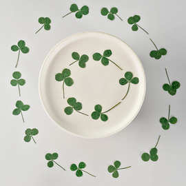 三叶草 压花干花 押花植物标本干花叶子 手工贴画滴胶diy书签材料