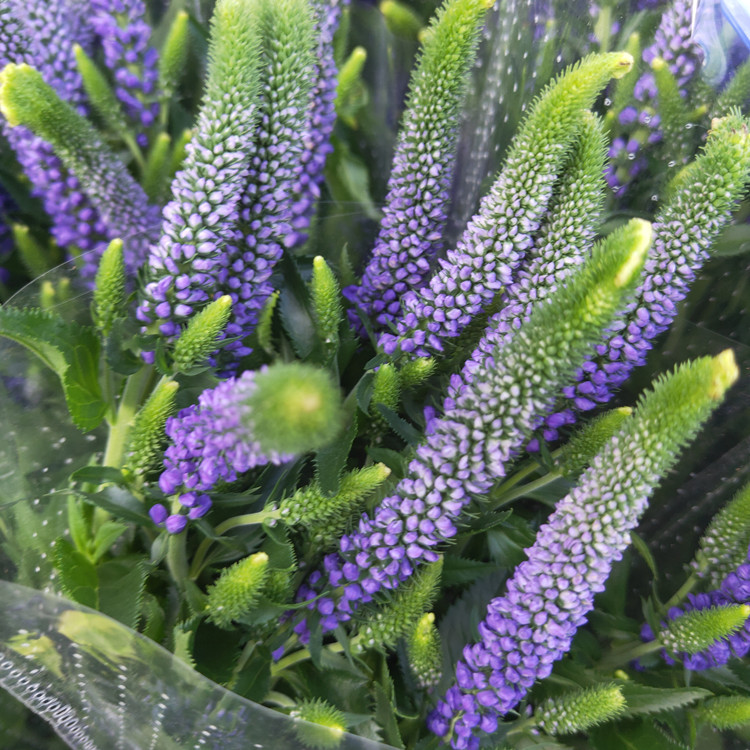 昆明基地批发新鲜鼠尾草生活插花花店用花花束搭配办公养花团购