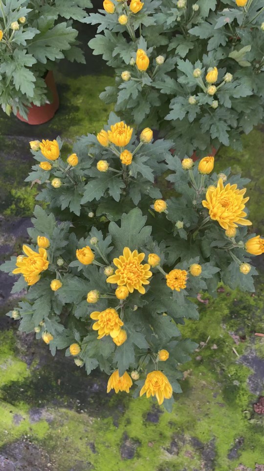 清明节黄白菊花鲜花束哀悼扫墓祭祀祭祖拜山奠基悼念 带花带盆