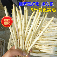 新鲜白芦笋头茬细笋现挖现发山东曹县蔬菜精品2斤龙须菜特级芦笋