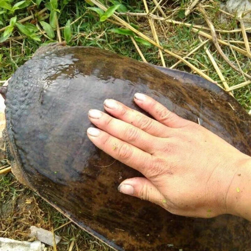 甲鱼35斤以上10斤外塘鳖中型鲜活超大憋老鳖5斤大型活物1斤20斤