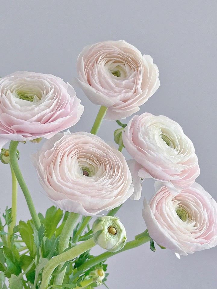 超级河内洋牡丹鲜花樱花粉牡丹手捧花小众稀有花材云南鲜花直批发-阿