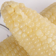 【富硒玉米】有机黄白甜糯玉米粘玉米棒真空包装8根/10根