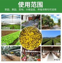 3DWF粘虫板果蝇粘虫胶带粘虫纸板驱灭蚊蝇粘蚊虫黄板果园大棚双面