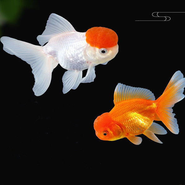 小金鱼鹤顶红头帽招财鱼活体红狮子头鸿运当头冷水鱼观赏鱼红金鱼