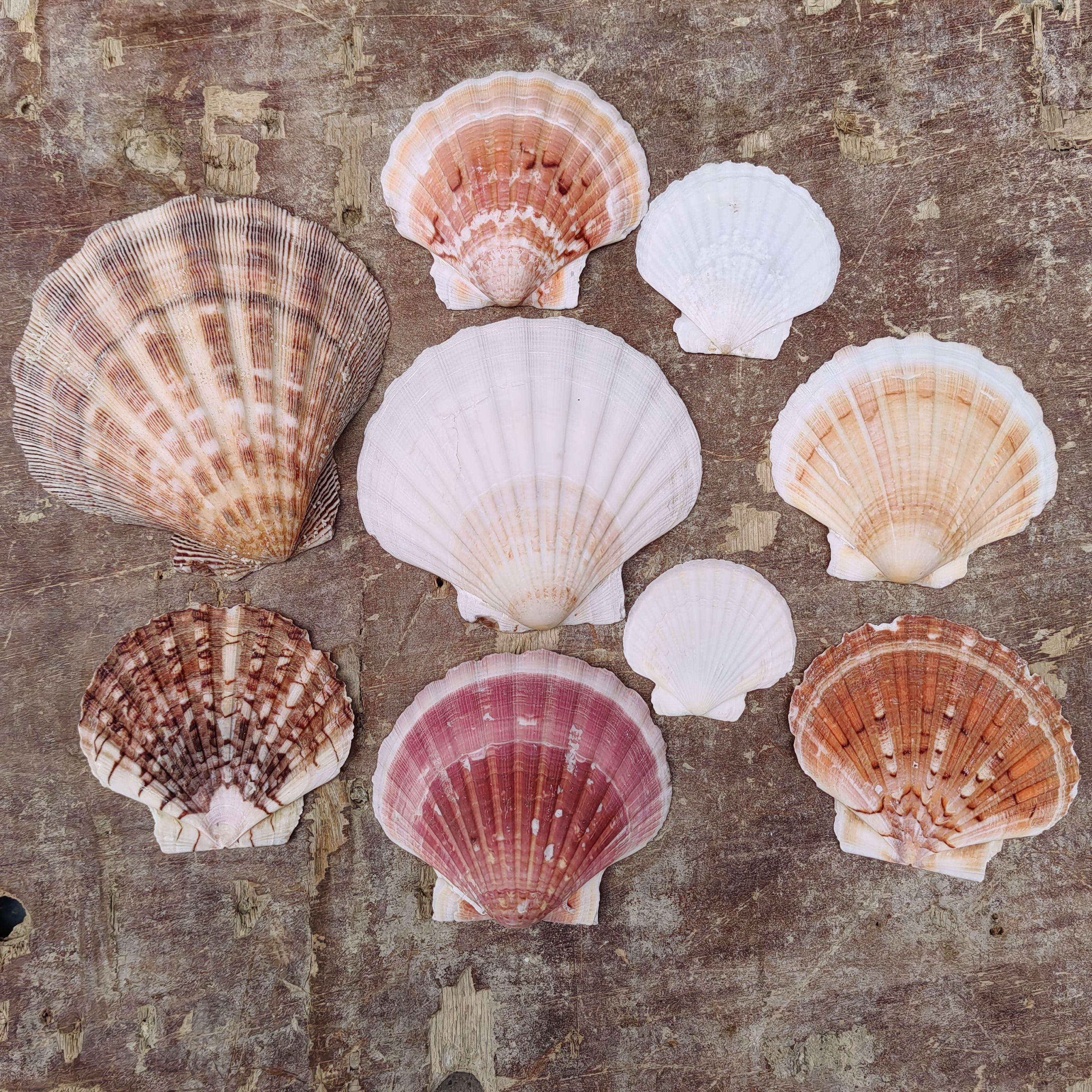 天然贝壳 厚扇贝狮爪贝 烧烤创意餐具 拍摄道具鱼缸造景装饰-阿里巴巴