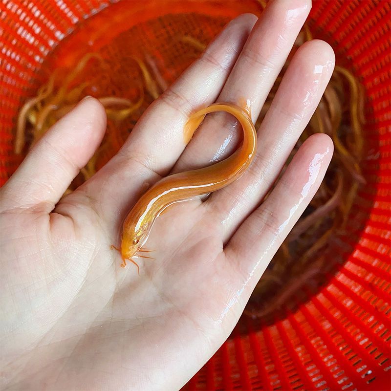 泥鳅苗黄金金龙鳅观赏鱼冷水鱼淡水鱼好养练手鱼鲜活小金鱼速卖通