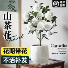 室内花卉阳台茶花盆栽带花苞树苗鲜花四季好植物东方绿养活白山亮