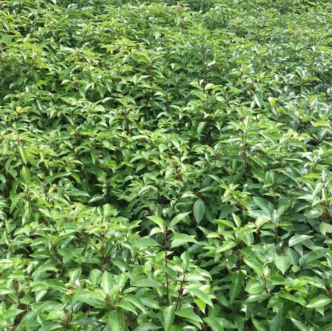 求购香樟树苗四季常青香樟树苗香樟小苗 占地小叶香樟苗 樟树苗