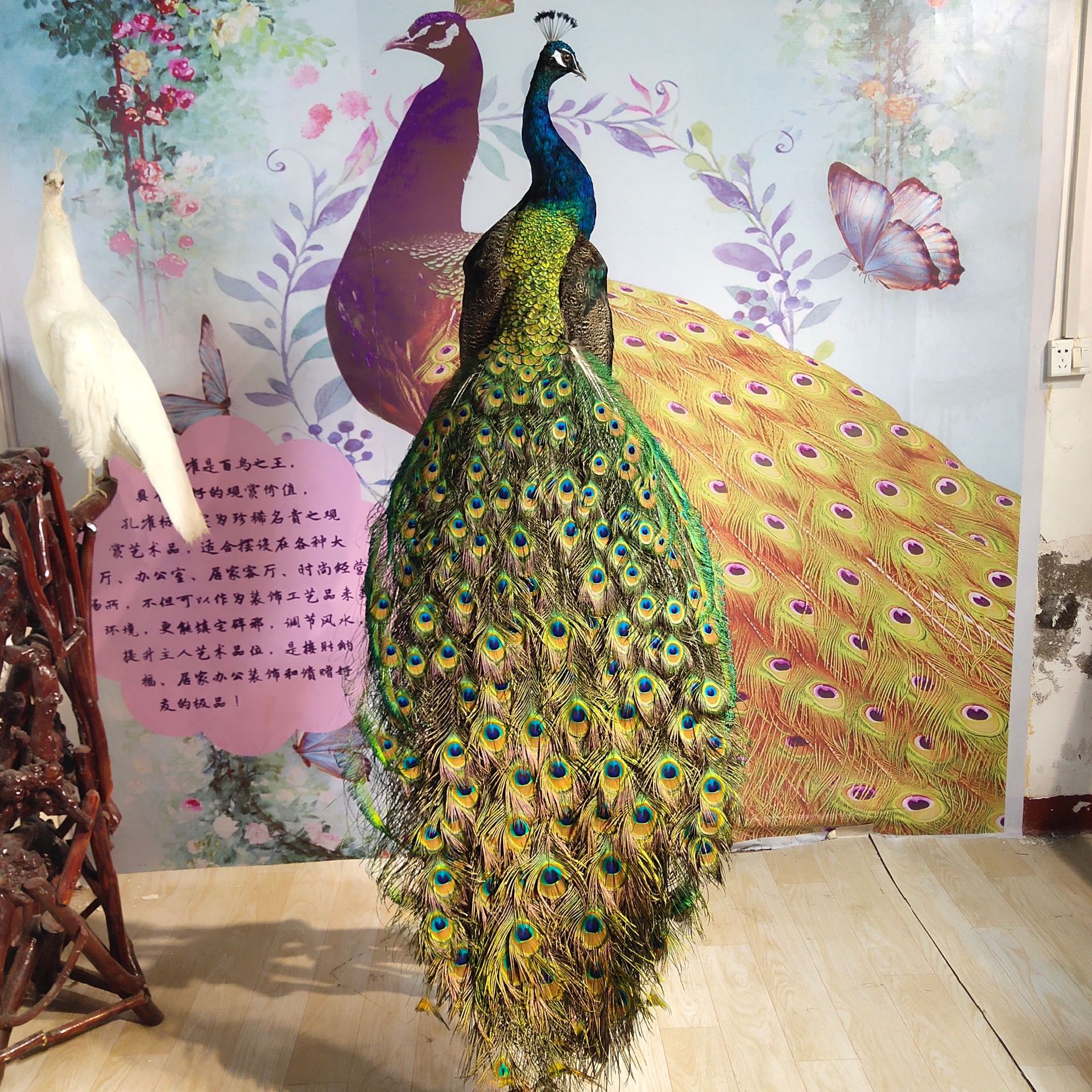 观赏孔雀标本 养殖场孔雀标本 创意商用橱窗模型影视道具孔雀标本