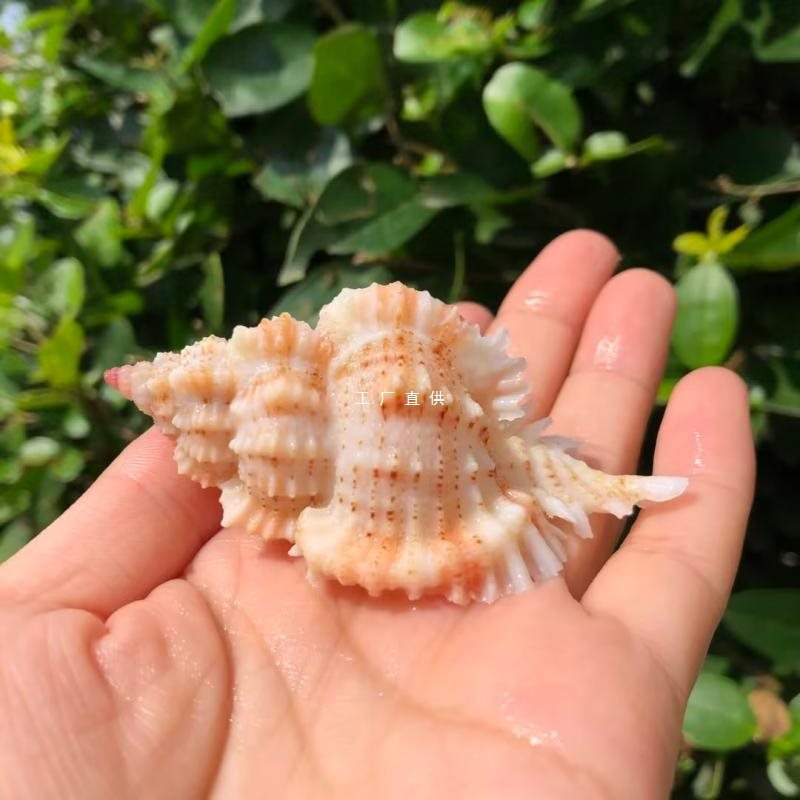 粉红头千手螺天然海螺贝壳骨螺标本螺鱼缸水族造景寄居蟹替换壳