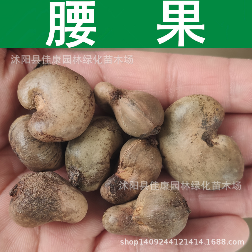 林木种子 腰果种子 介寿果 鸡腰果种子 干果 1件=1斤-阿里巴巴
