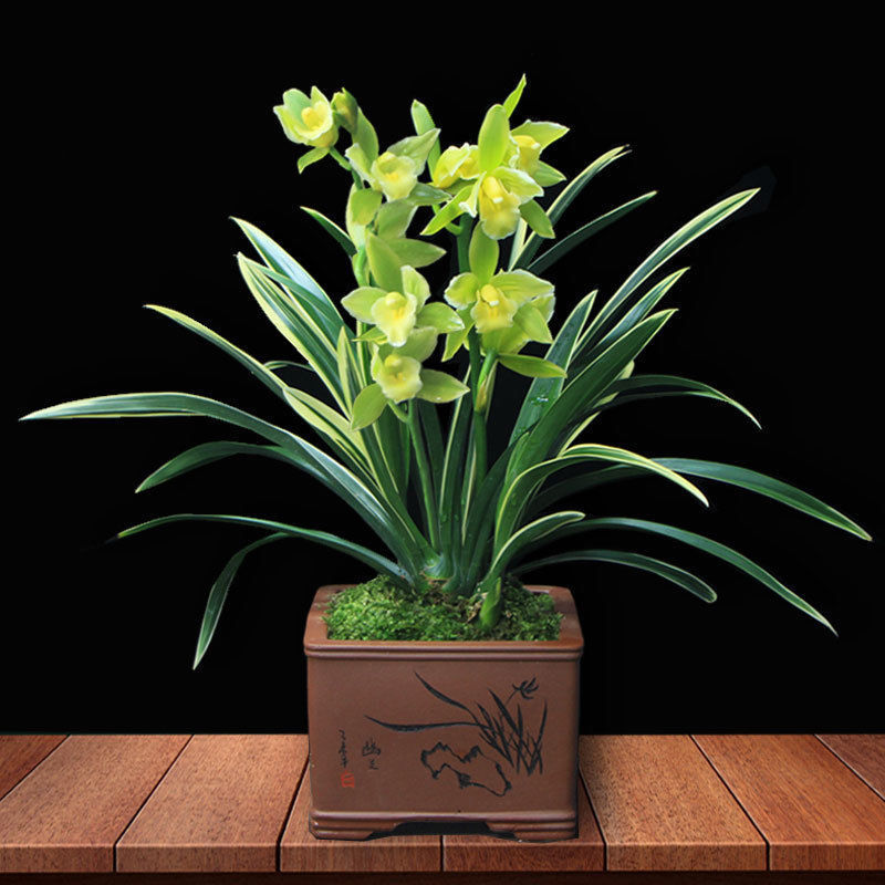 金边矮种兰花盆栽植物四季浓香花苞金凤冠客厅花卉建兰兰花苗