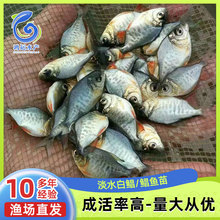 大量现货批发  淡水白鲳鲳鱼鱼苗  水产养殖直供  欢迎咨询订购