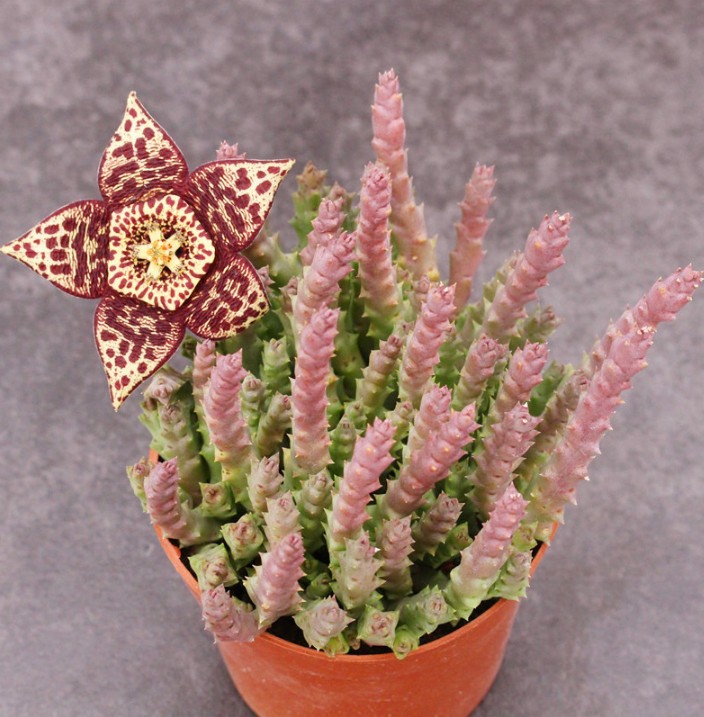 姬龙角 9cm大盆满盆实物拍摄 整盆品相如图 择优发货