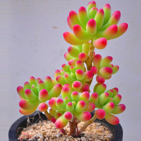 红天使椒草-红天使椒草厂家,品牌,图片,热帖-阿里巴巴