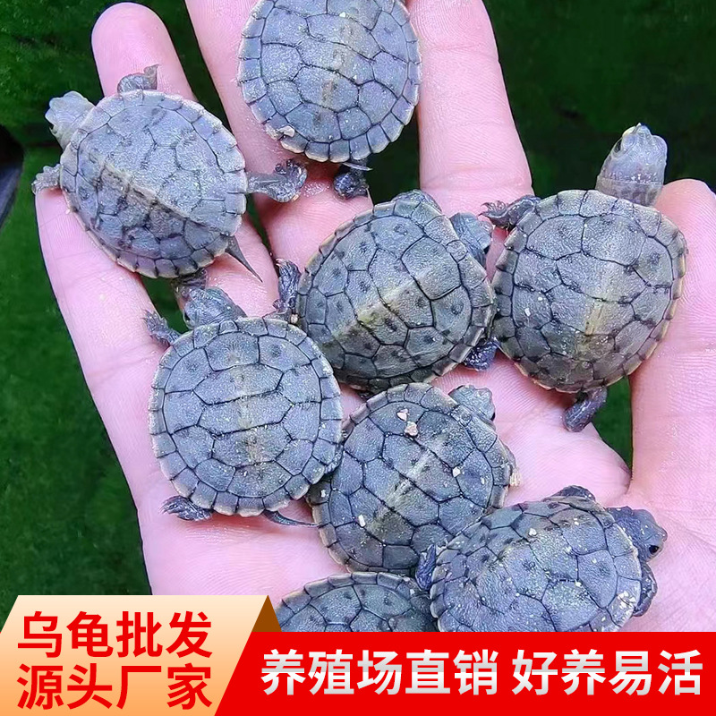 黑巴龟变异黑巴变异巴西龟黑化巴西龟观赏深水龟魔眼黑巴变异龟