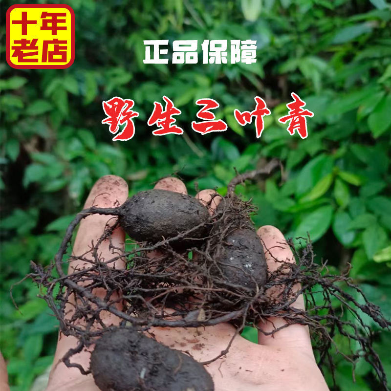 里予生三叶青浙江新鲜中药材金线吊葫芦石老鼠包邮采药人挖-阿里巴巴
