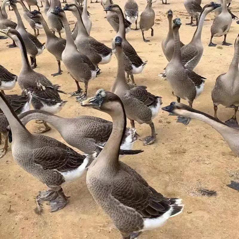 广东黑棕鹅农家散养新鲜大鹅肉整只现杀现发生态养殖肉质鲜美代发