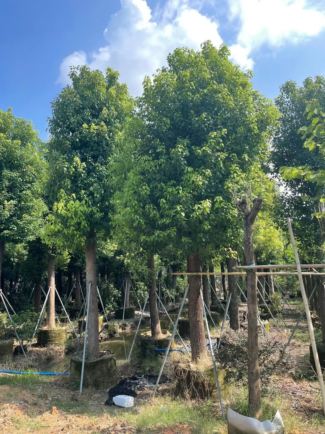 香樟 供应香樟假植苗12-20公分 截杆香樟 樟树