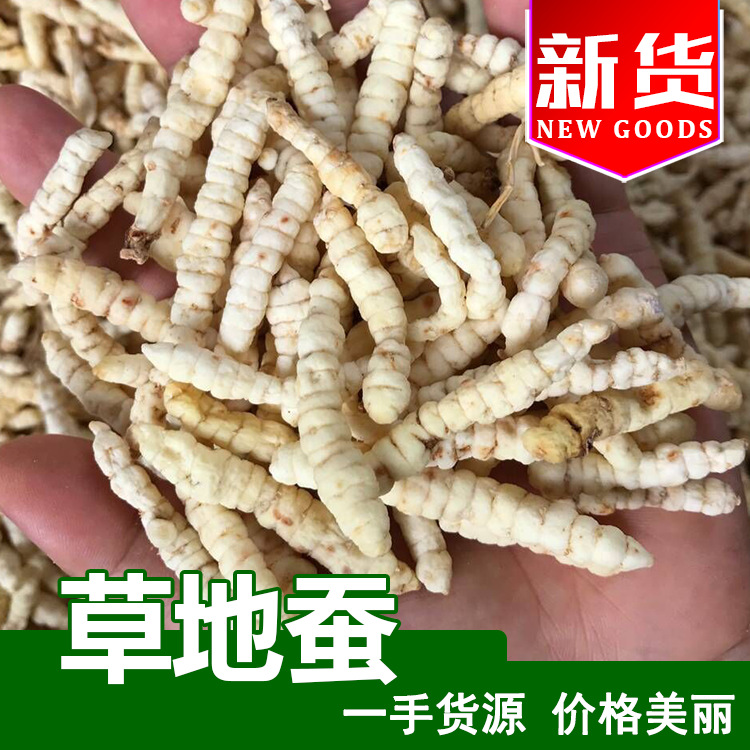 跑江湖地摊白虫草批发 散装新货地蚕中药材抖音快手爆款一件代发