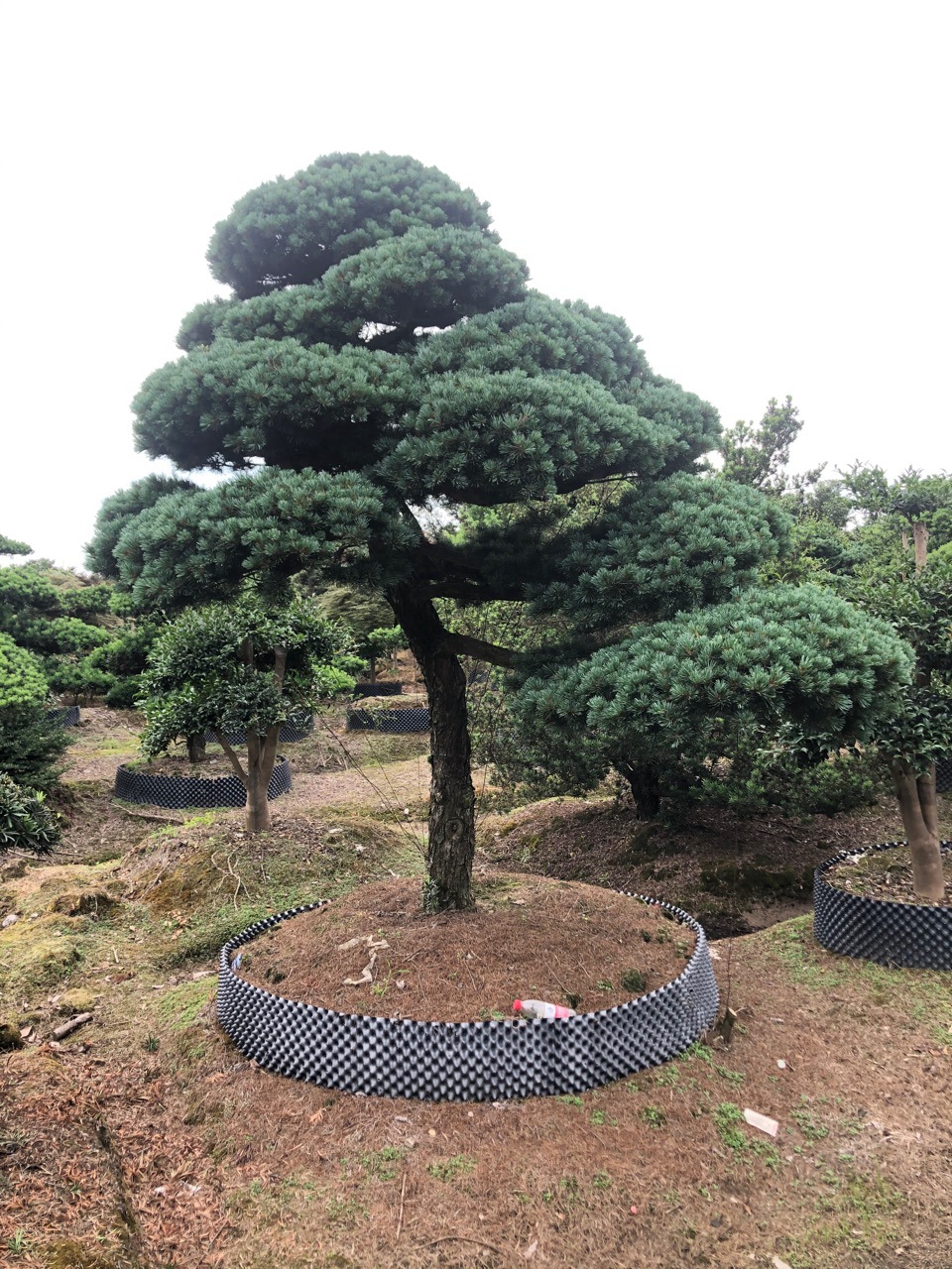 造型五针松庭院别墅风景树广场公司门面树特选精品苗木基地