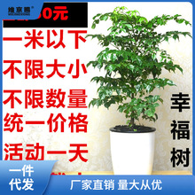 平安树幸福树盆栽大型绿植花卉树苗小盆栽室内客厅办公室植物盆景