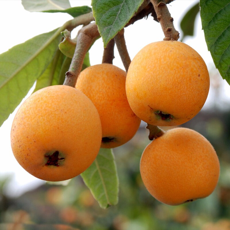 顺丰枇杷新鲜大五星枇杷新鲜水果当季水果整箱5斤甜枇杷琵琶果