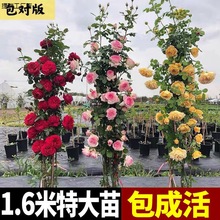 买送爬藤月季藤本蔷薇庭院花卉浓香大花藤本月季花苗四季开花