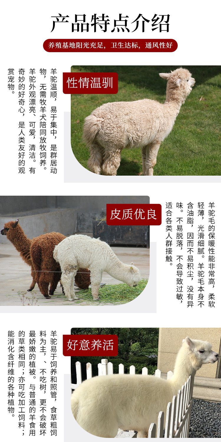 湖北省出售 小羊驼宠物 羊驼羊驼价格