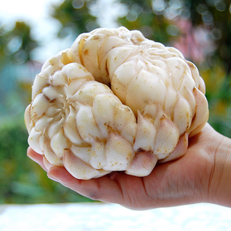 江西万载龙牙百合新鲜鲜百合特级食用甜粉糯非宜丰兰州百合