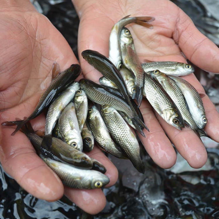 大小草鱼鱼苗活体淡水鱼塘养殖一斤半斤好养四大家鱼本地黑草鱼苗
