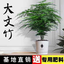 大文竹盆栽植物室内大型盆景吸除甲醛四季常青绿植花卉好养种易活