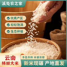云南红河梯田大米原产地软糯香甜当季新米现碾优质稻米长粒软米