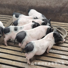 巴马香猪 猪苗出售 活体藏香猪 幼崽 母猪 宠物猪 迷你香猪出售