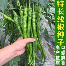 螺丝线椒种子薄皮长线椒新品种南方本地蔬菜种籽辣