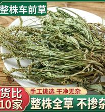 云南野生整棵车前草500g新鲜无硫青色车前草干泡茶可搭配蒲公英茶