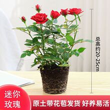 鲜花真花带花苞玫瑰花苗盆栽四季开花室内花卉植物迷你微型小月季