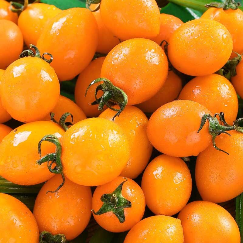 黄金圣女果黄贝贝千禧圣女果黄色樱桃小番茄新鲜5斤吸塑盒装水果