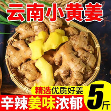 云南蒙自小黄姜老姜新姜嫩姜新鲜现挖现发火锅食材产地直供整箱