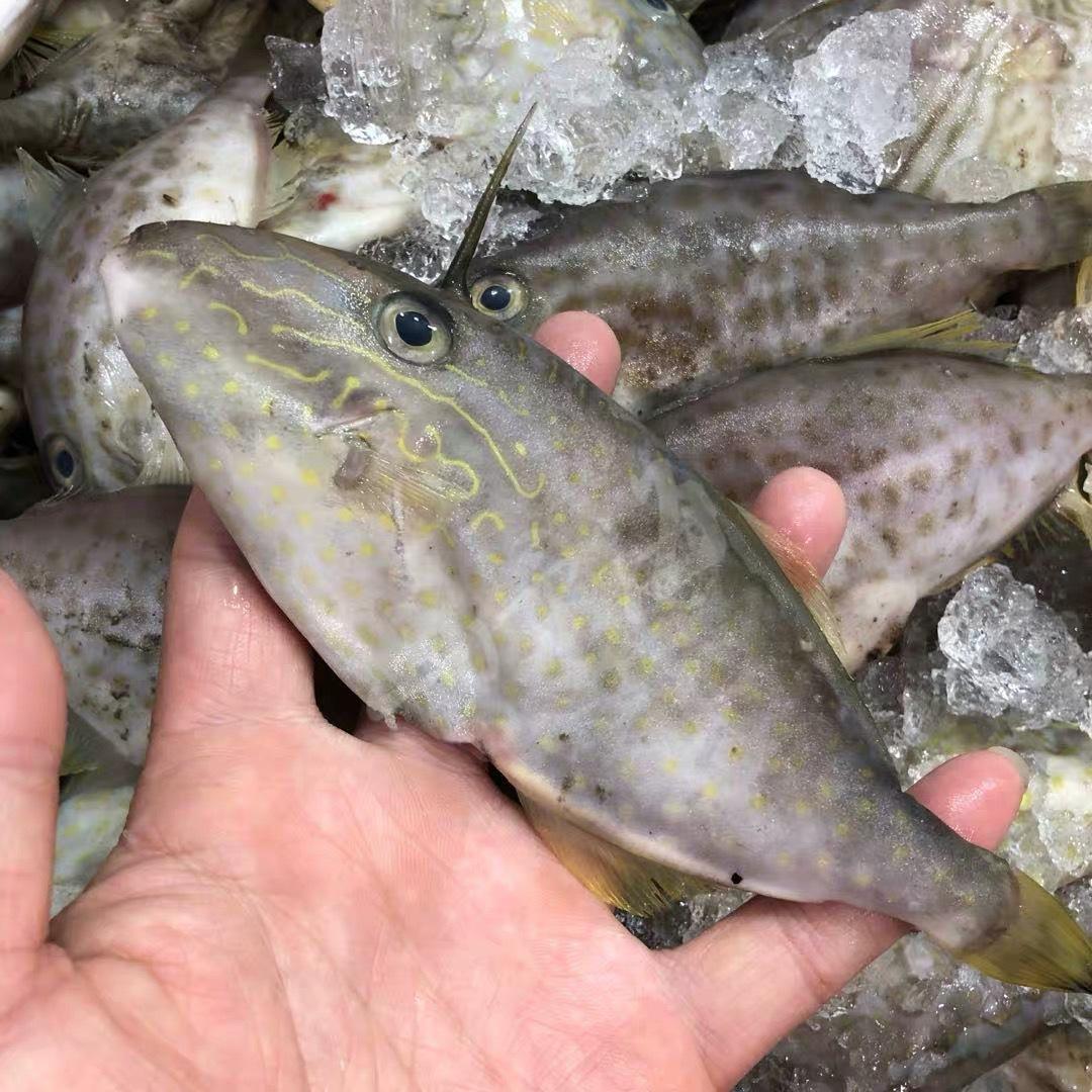 新鲜冷冻扒皮鱼批发 深海鲜活剥皮鱼马面鱼 10公斤小剥皮