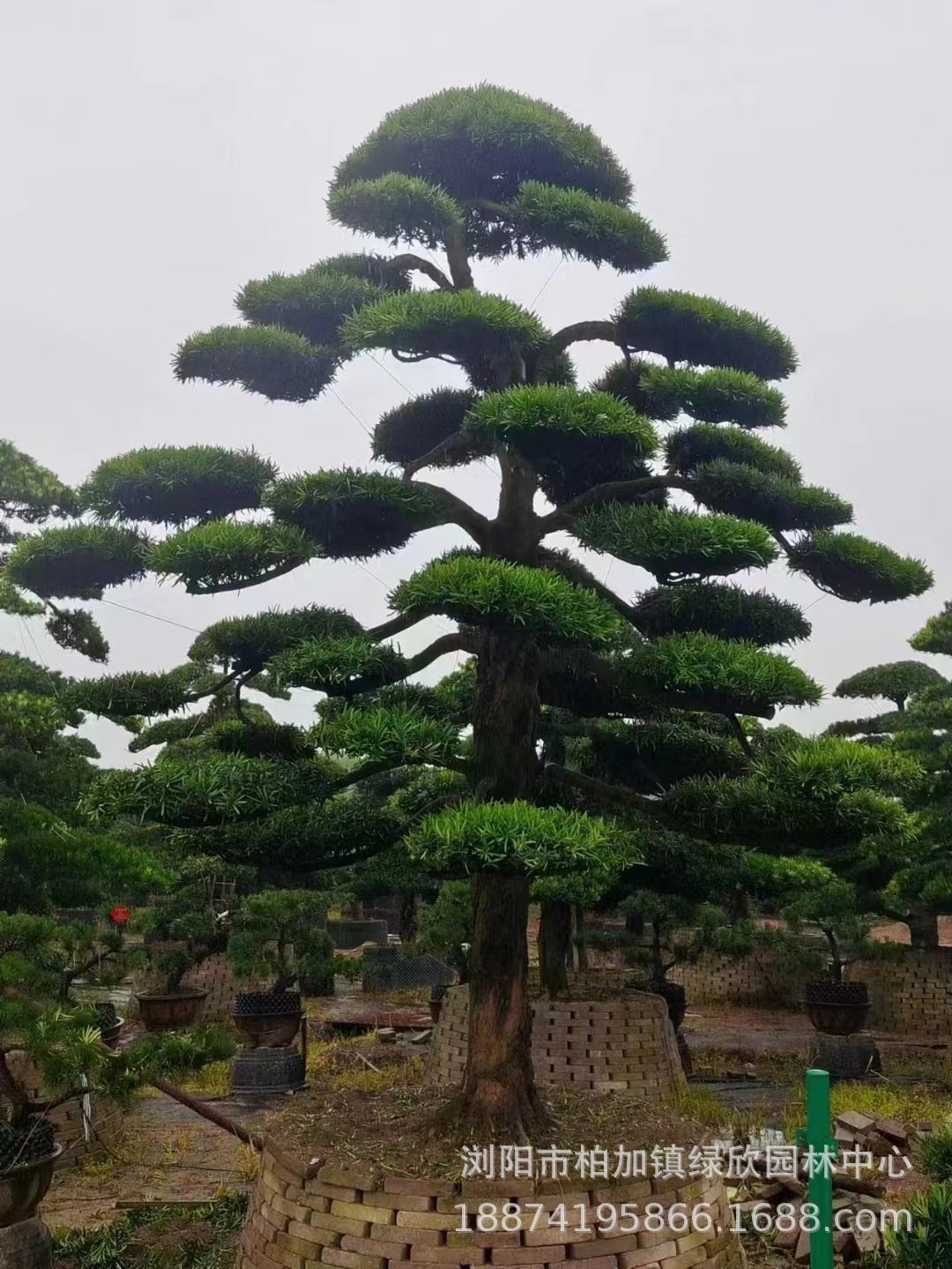 乔木造型罗汉松 自家种植造型罗汉松 各种规格 价格优惠 欢迎咨询