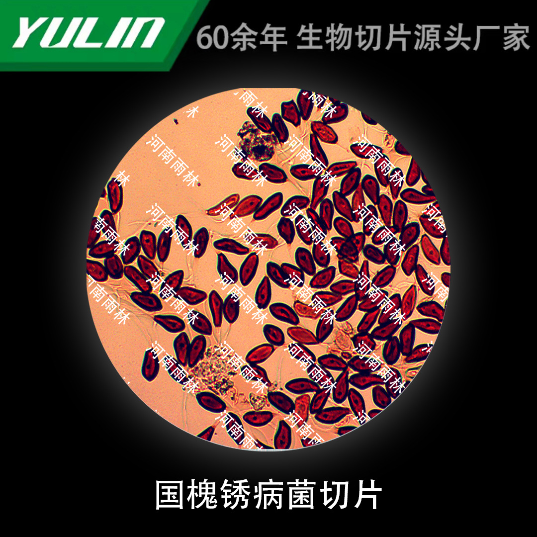 国槐锈病菌切片生物显微镜标本动物植物细胞载玻片观察实验高校